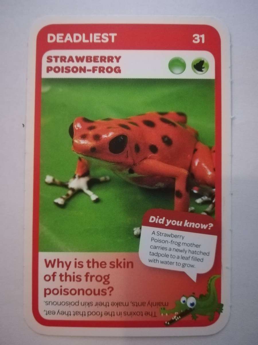 Pick n Pay South African Super Animals (Blue) - Card 31 - Strawberry Poison-Frog