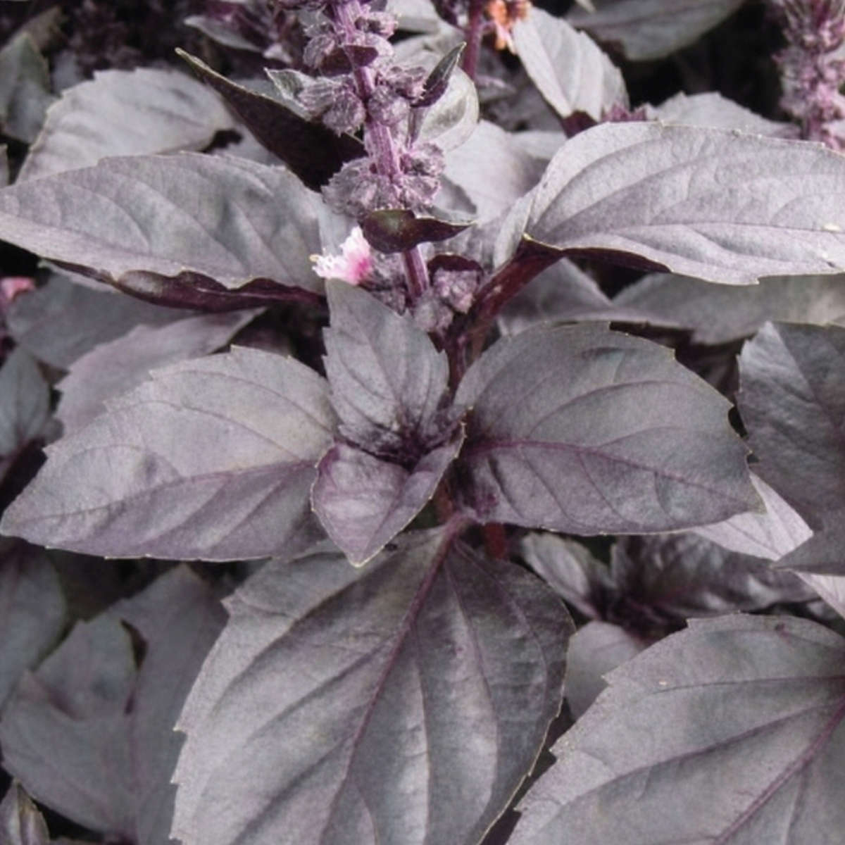 Basil Dark Opal Seeds