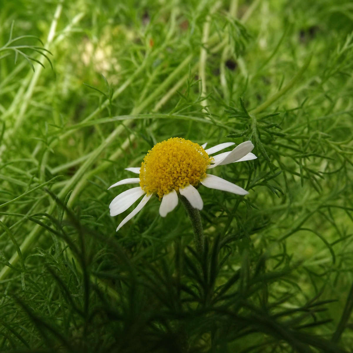 Chamomile - Mayweed Seeds