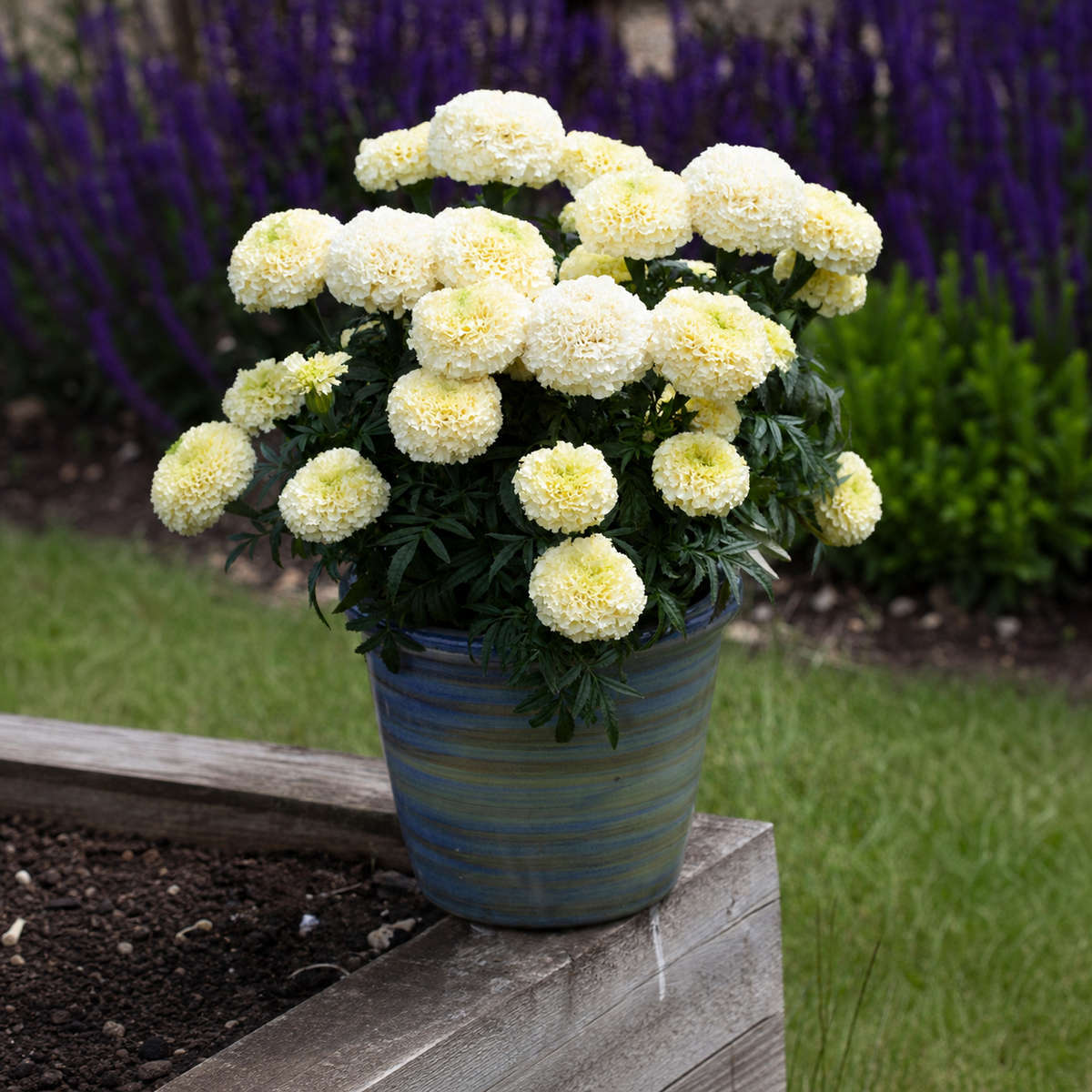 Marigold Whitegold Max Seeds