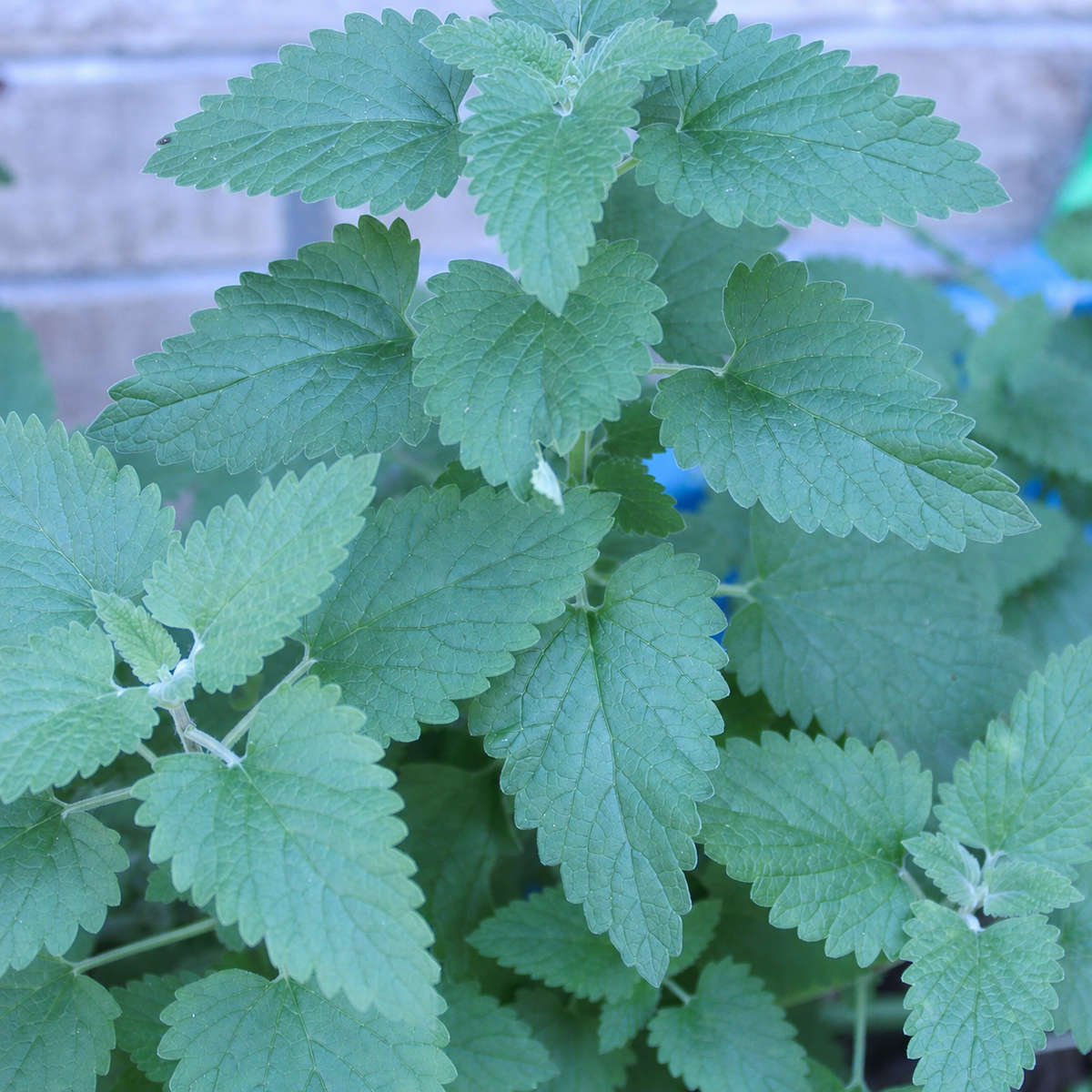 Catnip Seeds