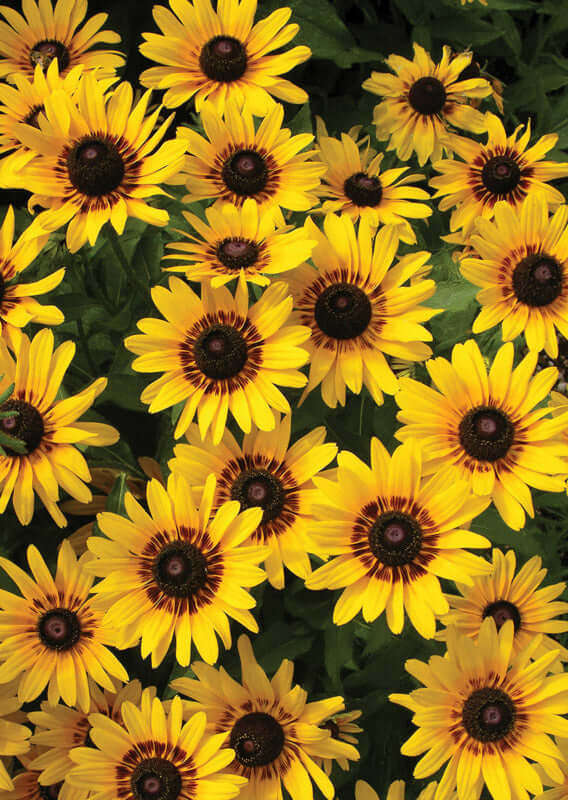 Rudbeckia Denver Daisy Seeds