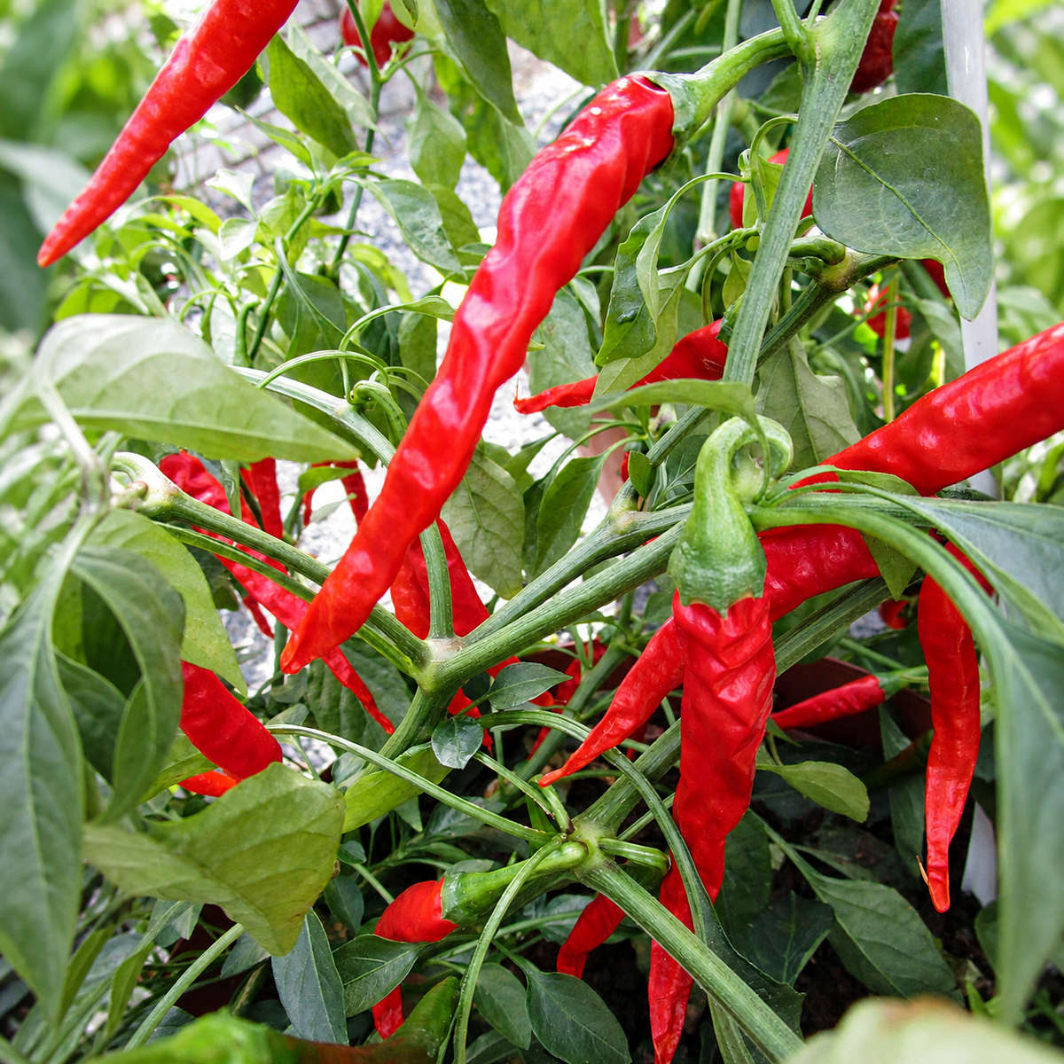 Capsicum Long Red Cayenne Slim - Chili Seeds