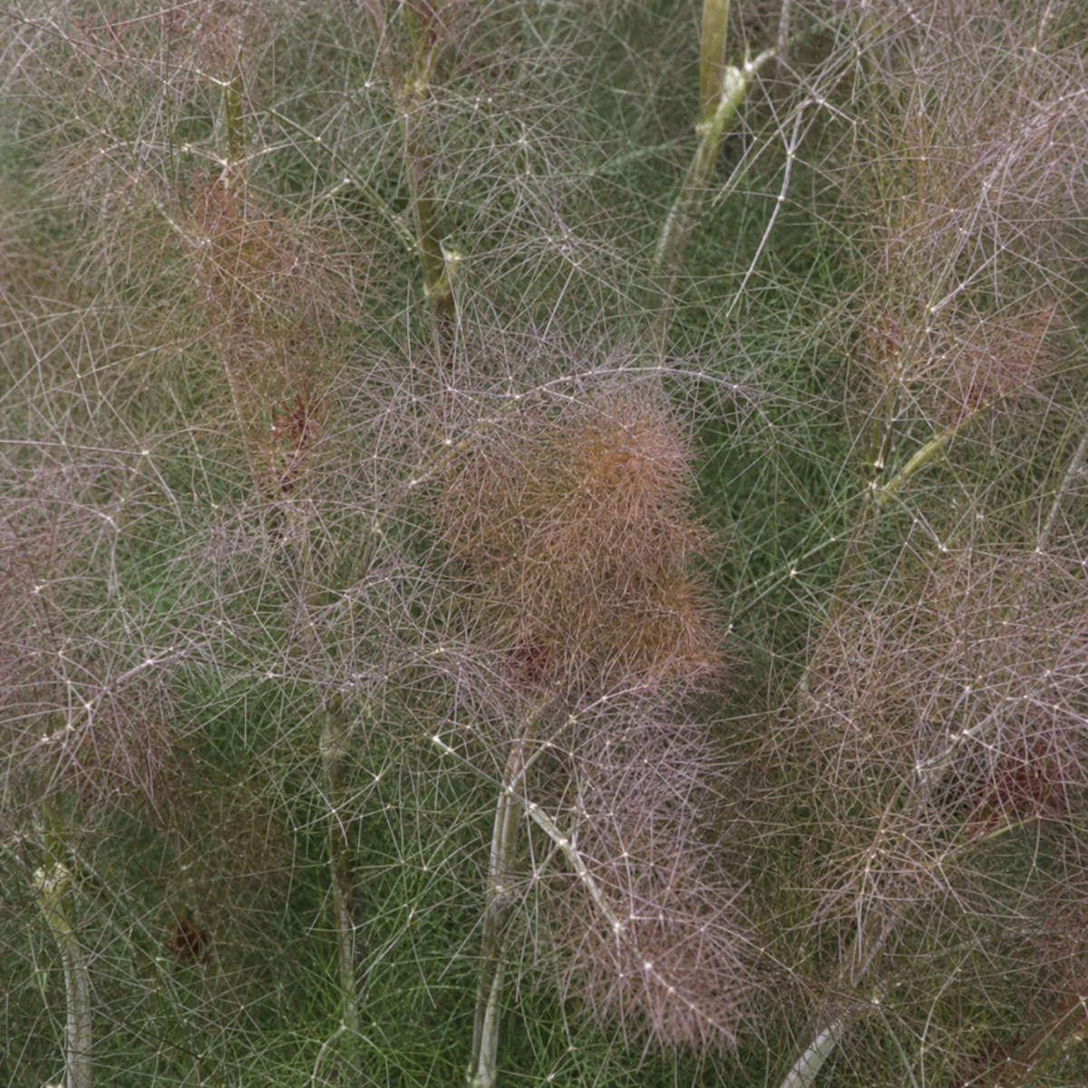 Fennel Smokey Bronze Seeds