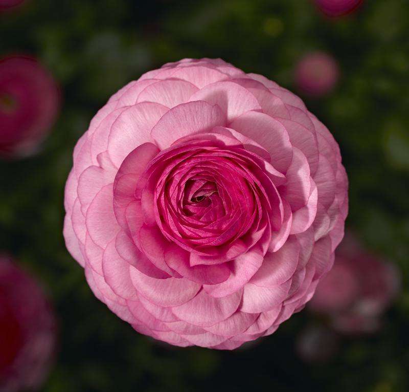 Ranunculus Mache Pink Seeds