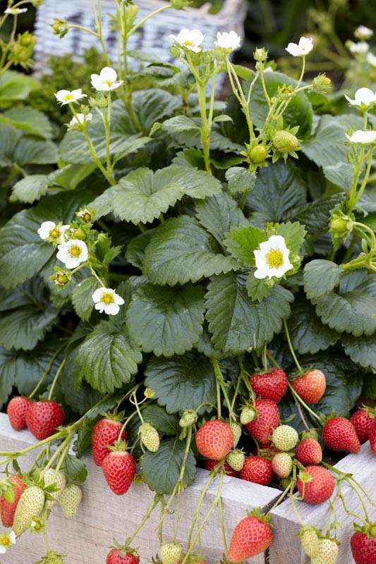 Strawberry F1 Elan Seeds