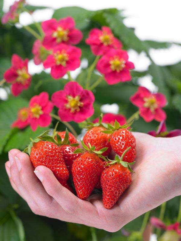 Strawberry F1 Toscana Seeds