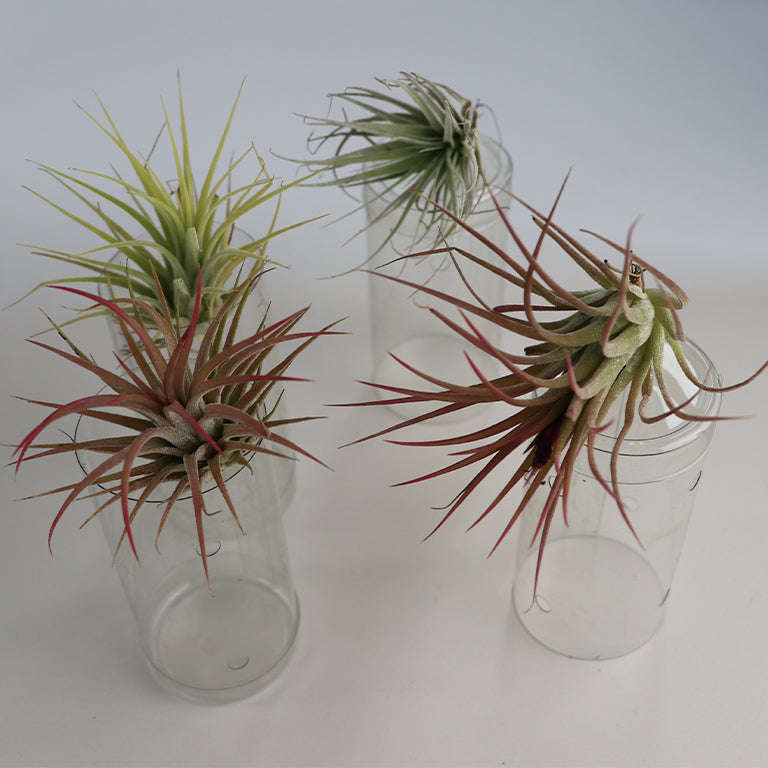Tillandsia Air Plant