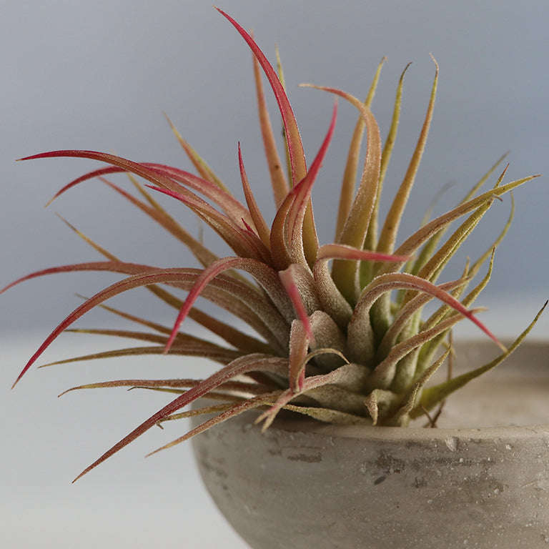 Tillandsia Air Plant