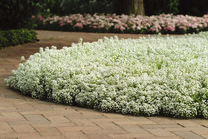 Alyssum Clear Crystal White Seeds