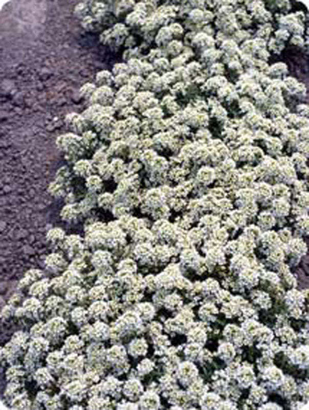 Alyssum Snow Cloth Seeds