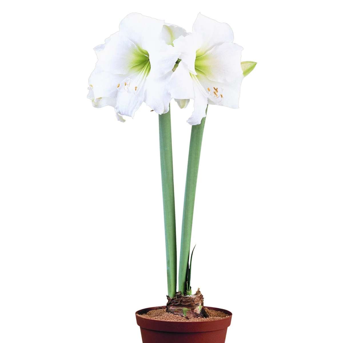 Amaryllis Symphony Single - Wedding Dance - 1 bulb p-pack