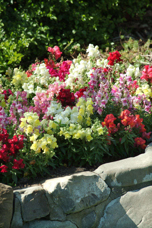 Antirrhinum (Snapdragon) Snapshot Mixture Seeds