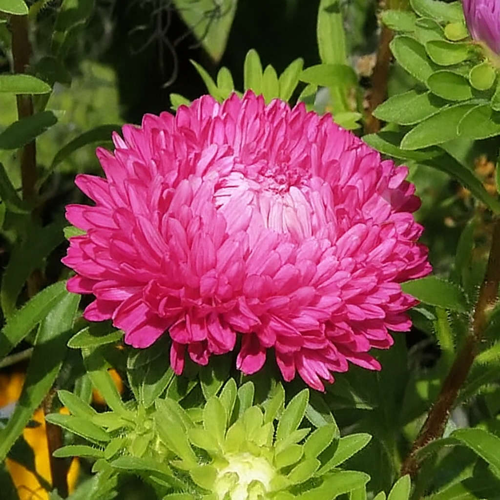 Aster Giants of California Mix