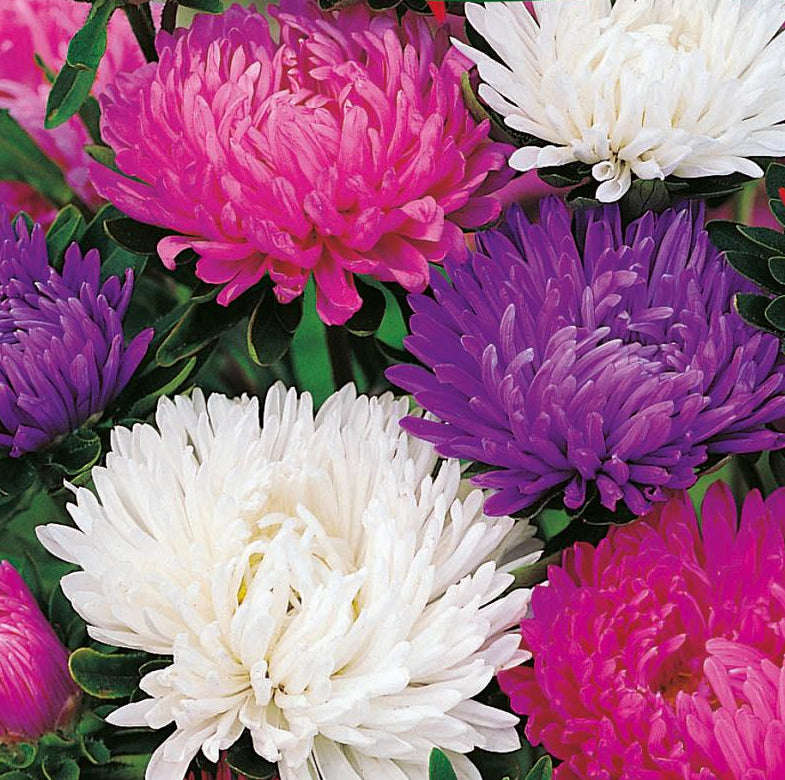 Aster Giants of California Mix
