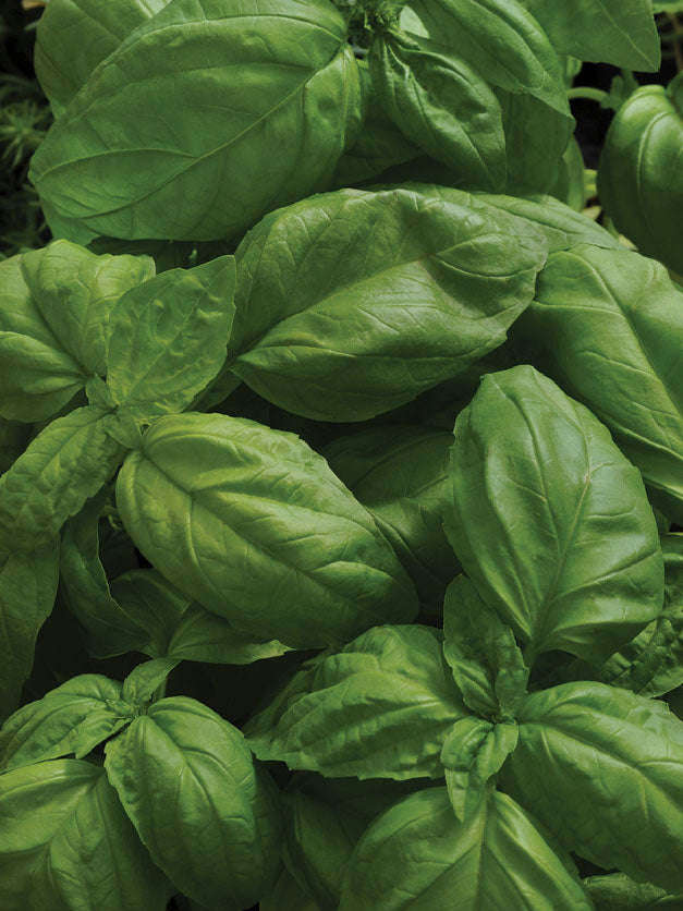 Basil Sweet Large Leaved Seeds