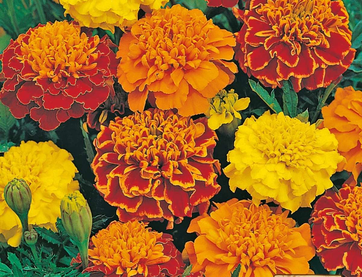 Marigold Bonita Mix Seeds