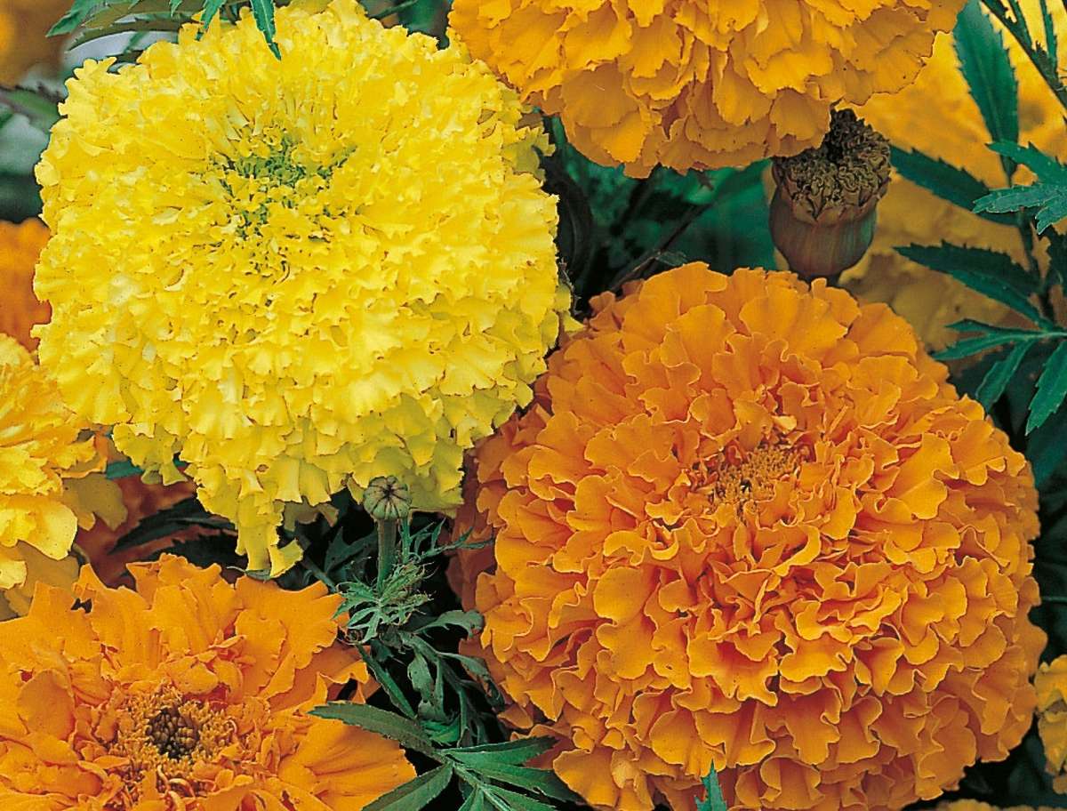 Marigold Crackerjack Mix Seeds