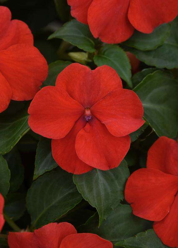 Impatiens Beacon Bright Red Seeds