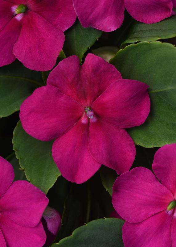 Impatiens Beacon Violet Shades Seeds