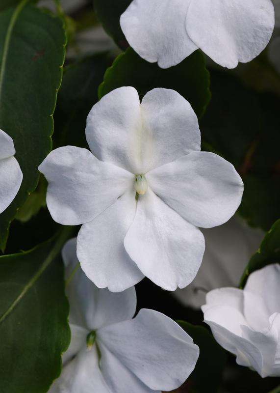 Impatiens Beacon White Seeds