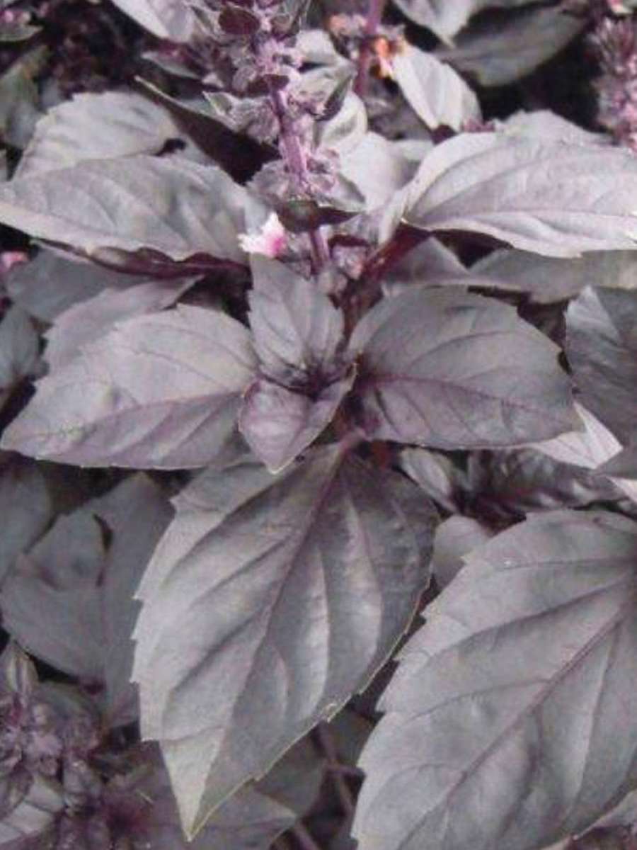 Basil Dark Opal Seeds