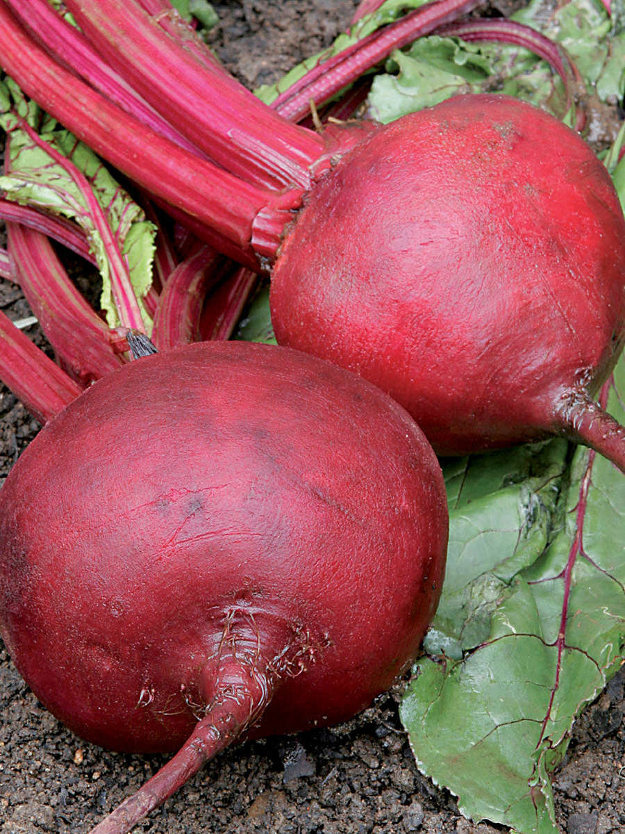 Beetroot Crimson Globe Seeds
