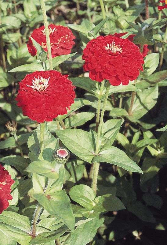Zinnia Elegans Giant Deep Red Seeds