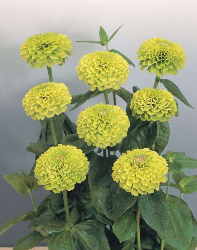 Zinnia Elegans Giant Lime Seeds