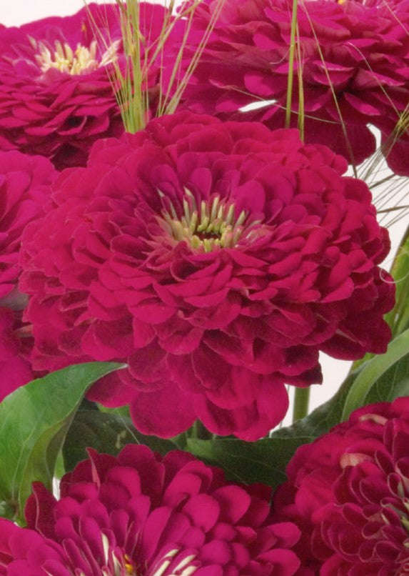 Zinnia Elegans Giant Wine Seeds