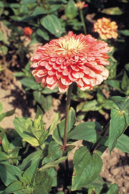 Zinnia Elegans Giant Salmon Rose Seeds