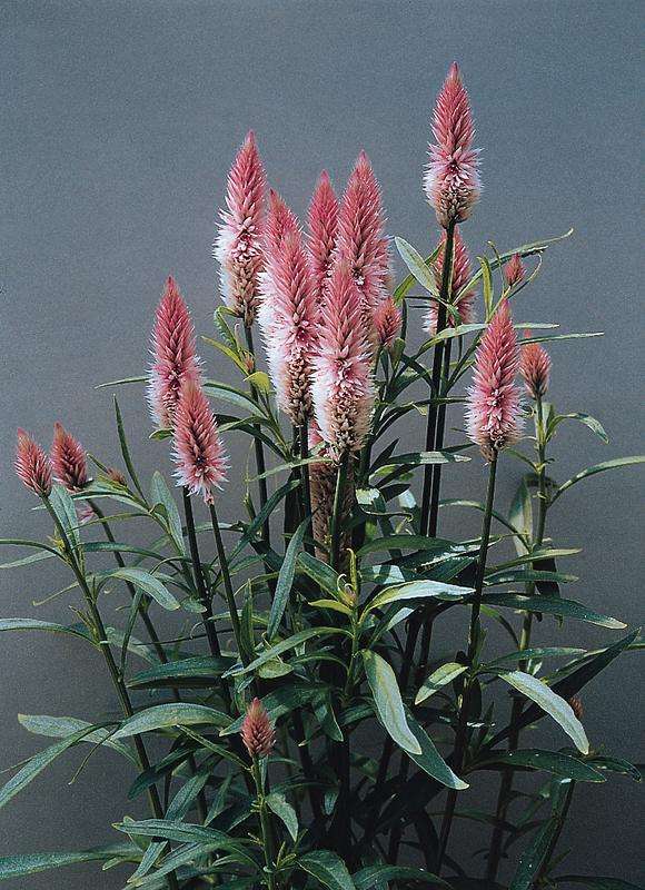 Celosia Flamingo Feather Seeds