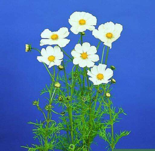 Cosmos Afternoon White Seed