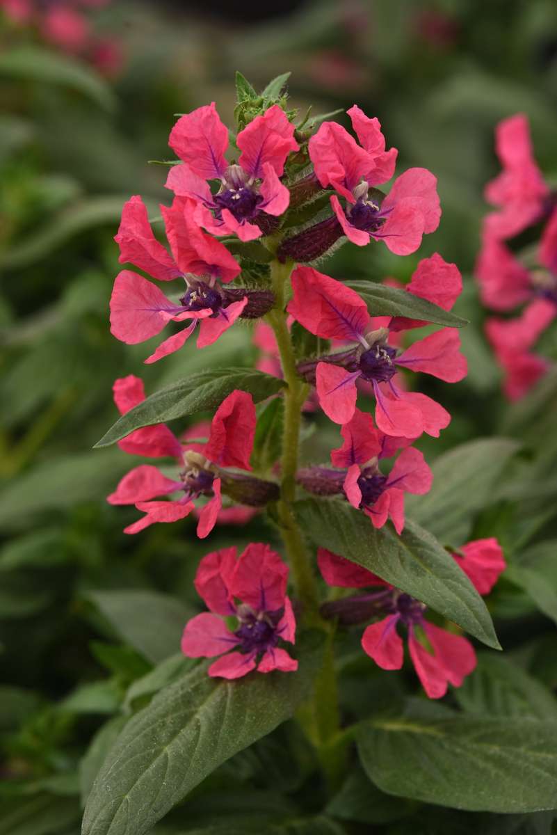 Cuphea Sweet Talk Deep Pink Seeds