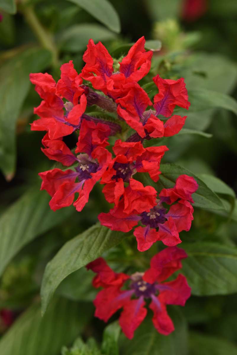 Cuphea Sweet Talk Red Seeds