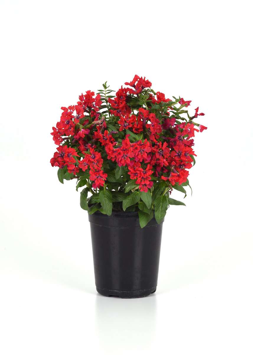 Cuphea Sweet Talk Red Seeds