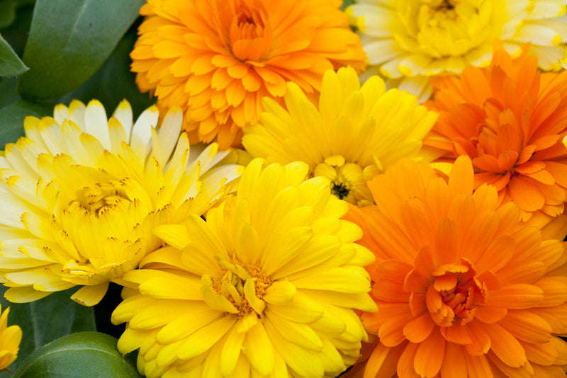 Calendula Bon Bon Mix Seeds
