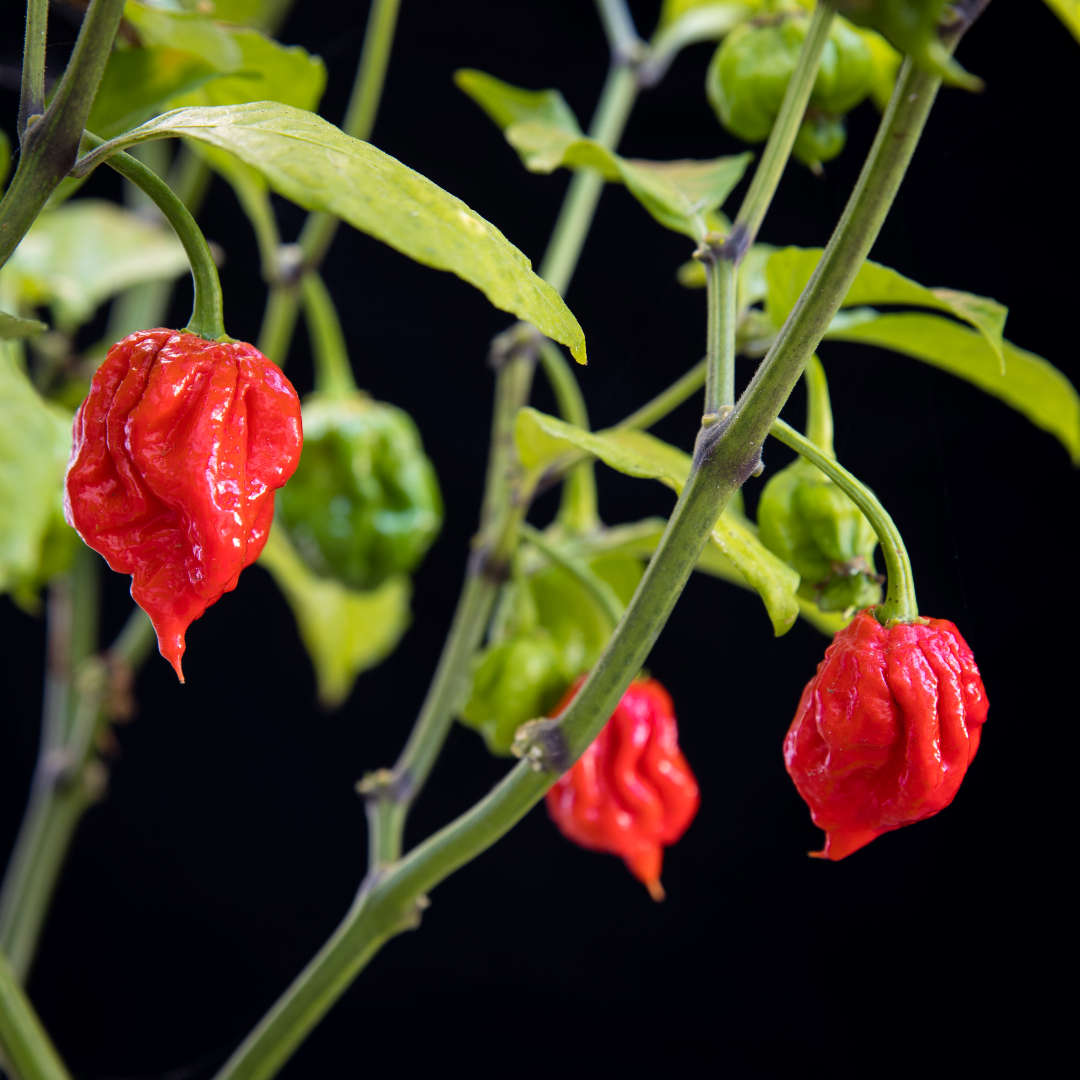 Capsicum Carolina Reaper - Chili Seeds