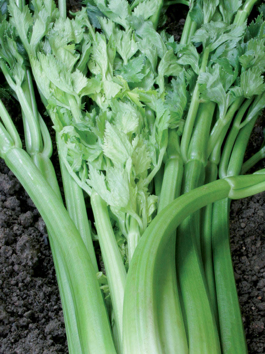 Celery Tall Utah Seeds