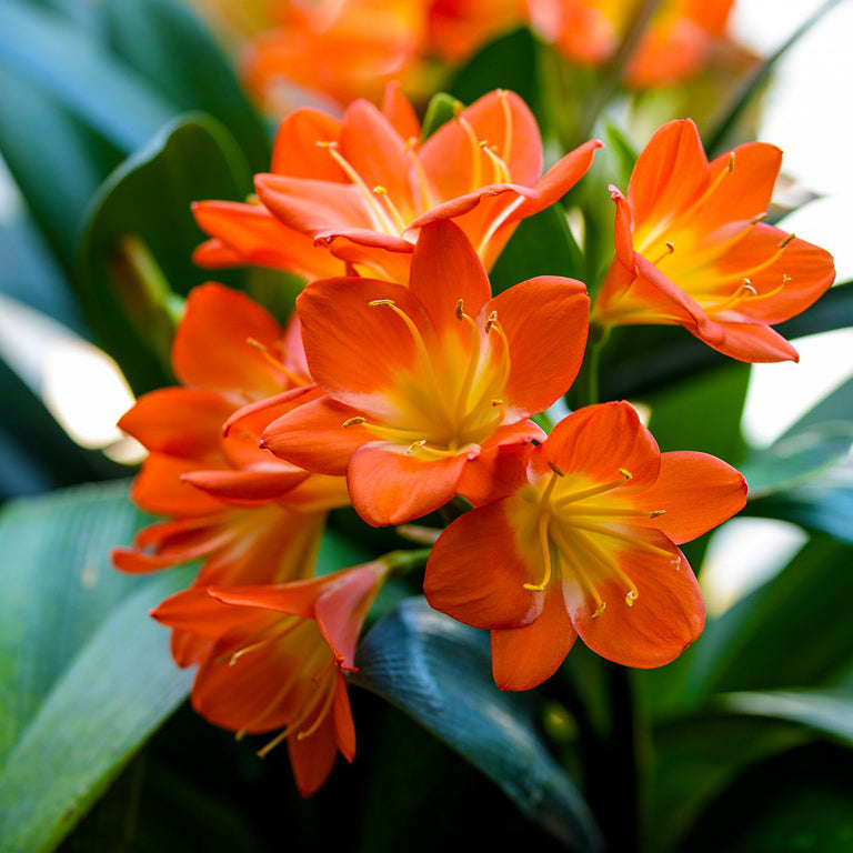 Clivia (no flowers)