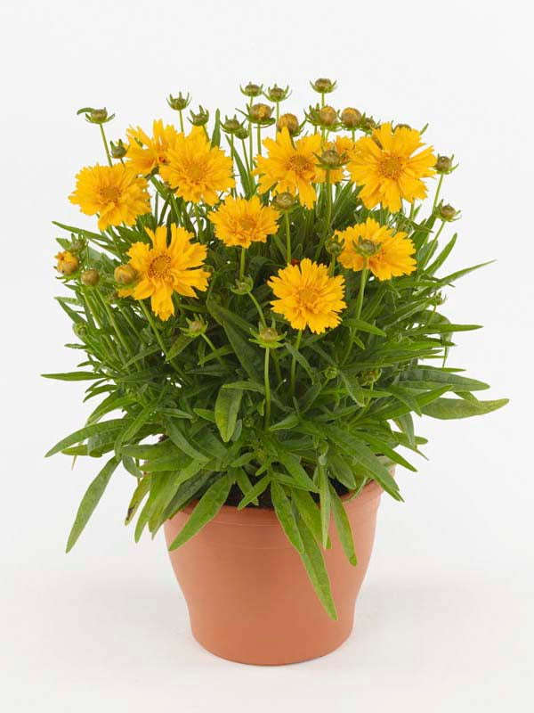 Coreopsis Double The Sun Seeds