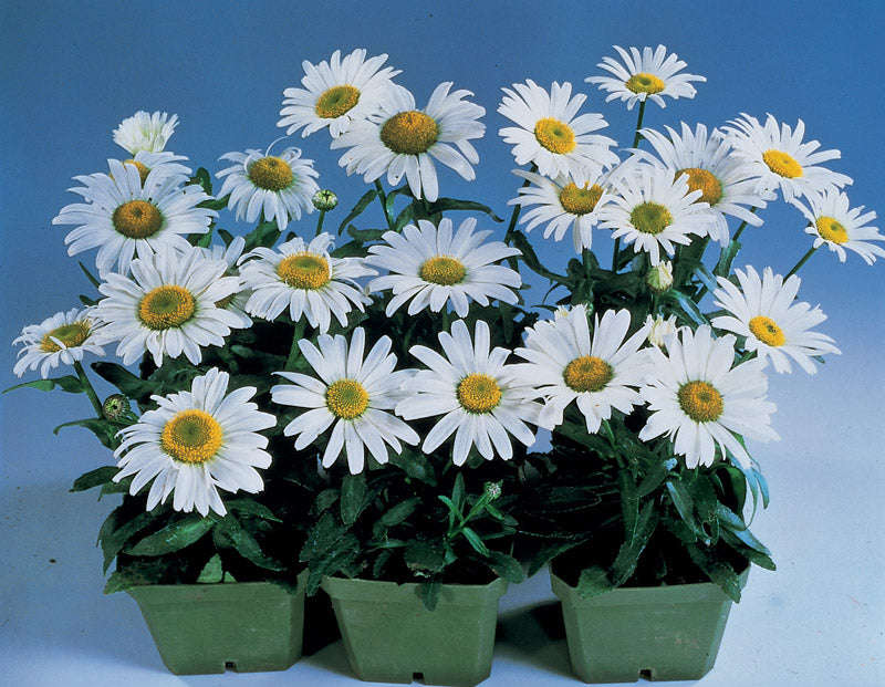 Shasta Daisy F1 Snow Lady Seeds
