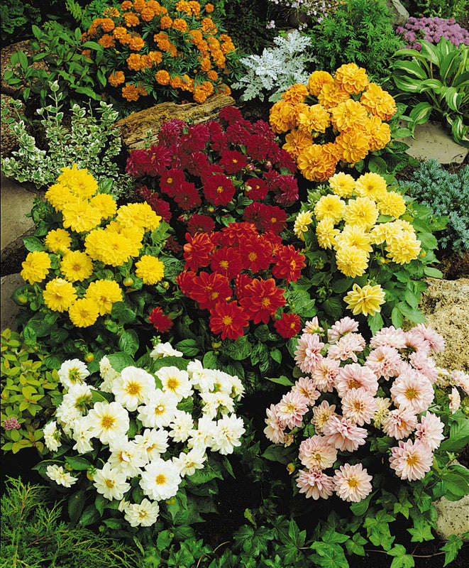 Dahlia Figaro Field Grown Mix Seeds