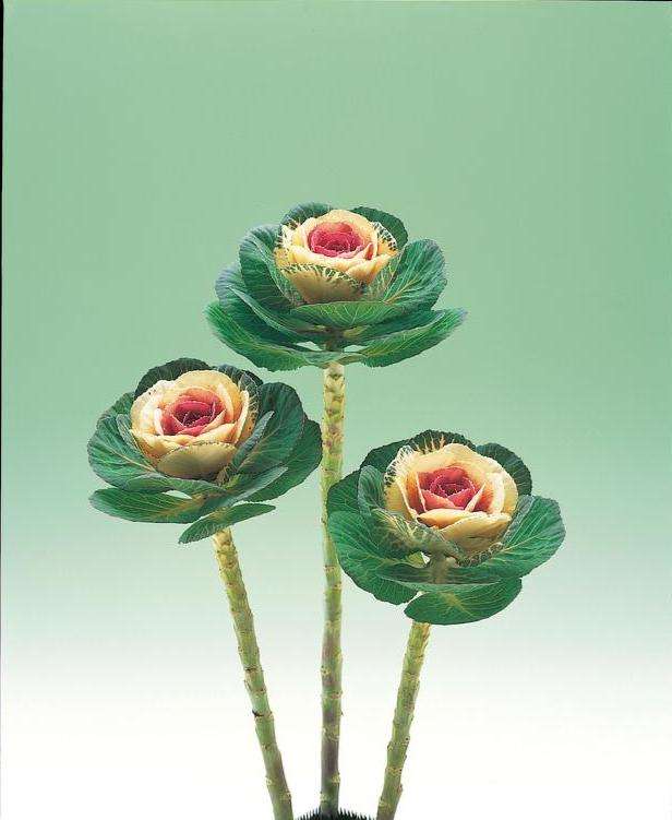 Kale Crane Bi-Colour Seeds