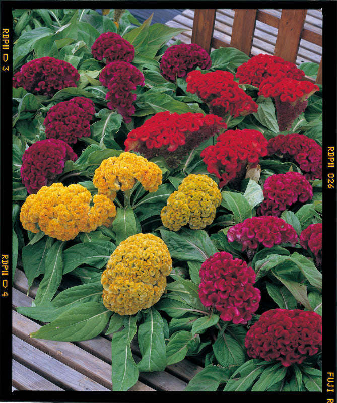 Celosia Armor Mix Seeds