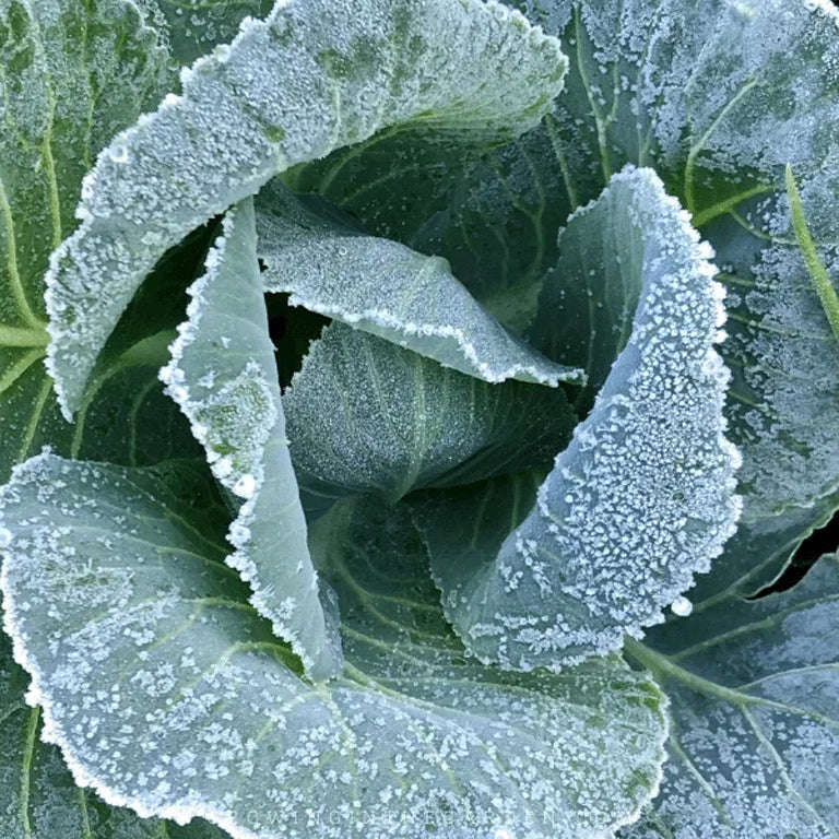 Frost Cover Roll (Green) 2m Width (Sold @ R8 Per Meter)