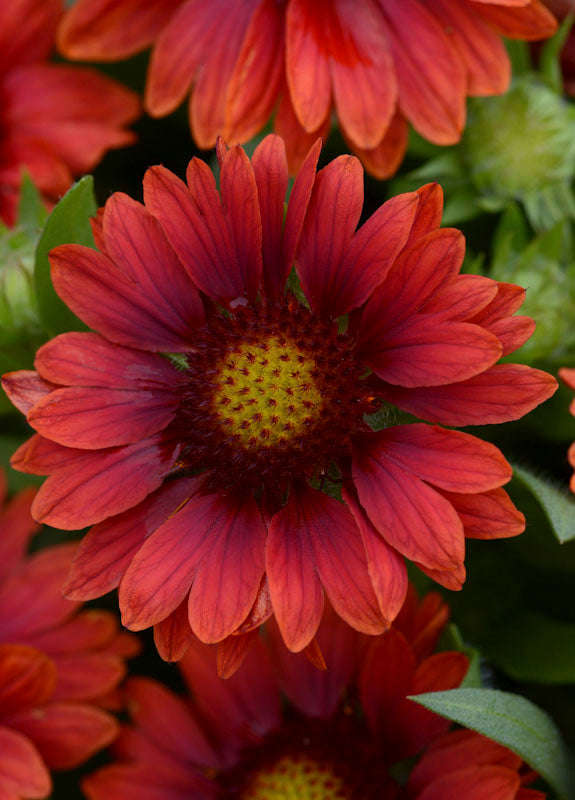 Gaillardia F1 Mesa Red Seeds