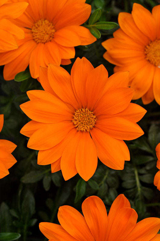 Gazania F1 New Day Bright Orange Seeds