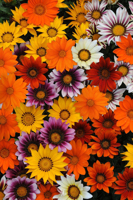 Gazania F1 New Day Mix Seeds