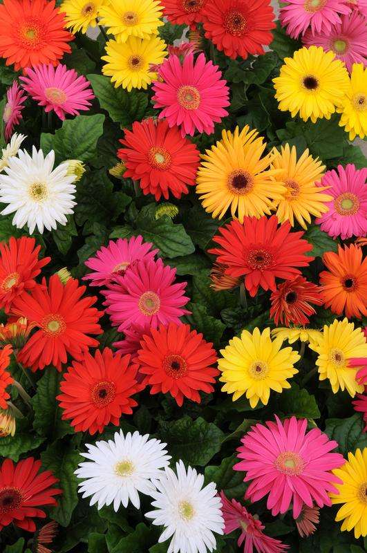 Gerbera Revolution Select Mix Seeds